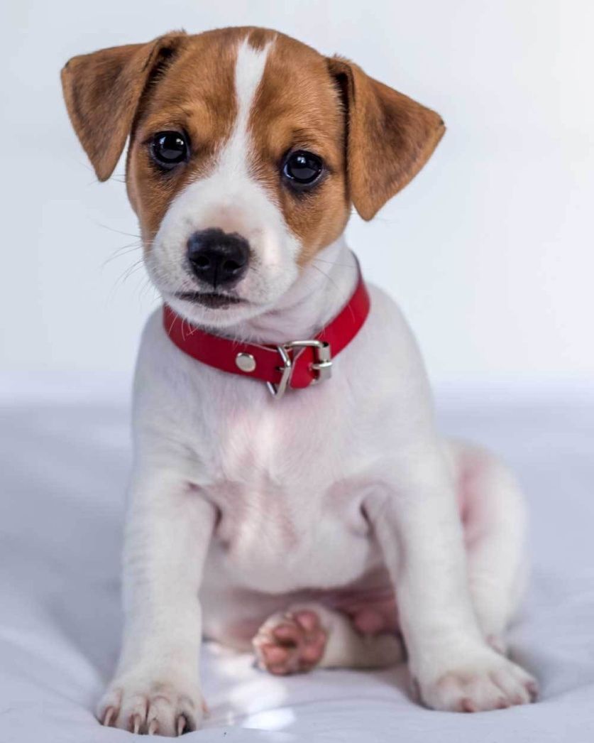 Mikroflanelová detská deka Jack Russel terrier Jerry Fabrics