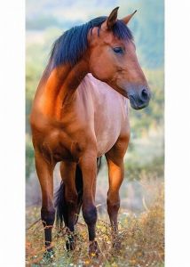 Detský uterák Kôň hnedý na lúke | 30x50 cm