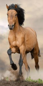 So zvieracím motívom koňom krásna plážová detská osuška Horse brown, | rozmer 70x140 cm.